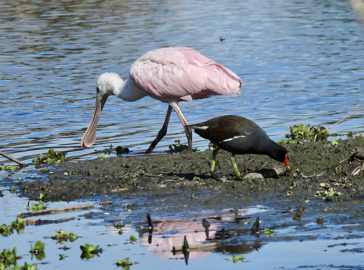 Roseate Spoonbill - ML649302920