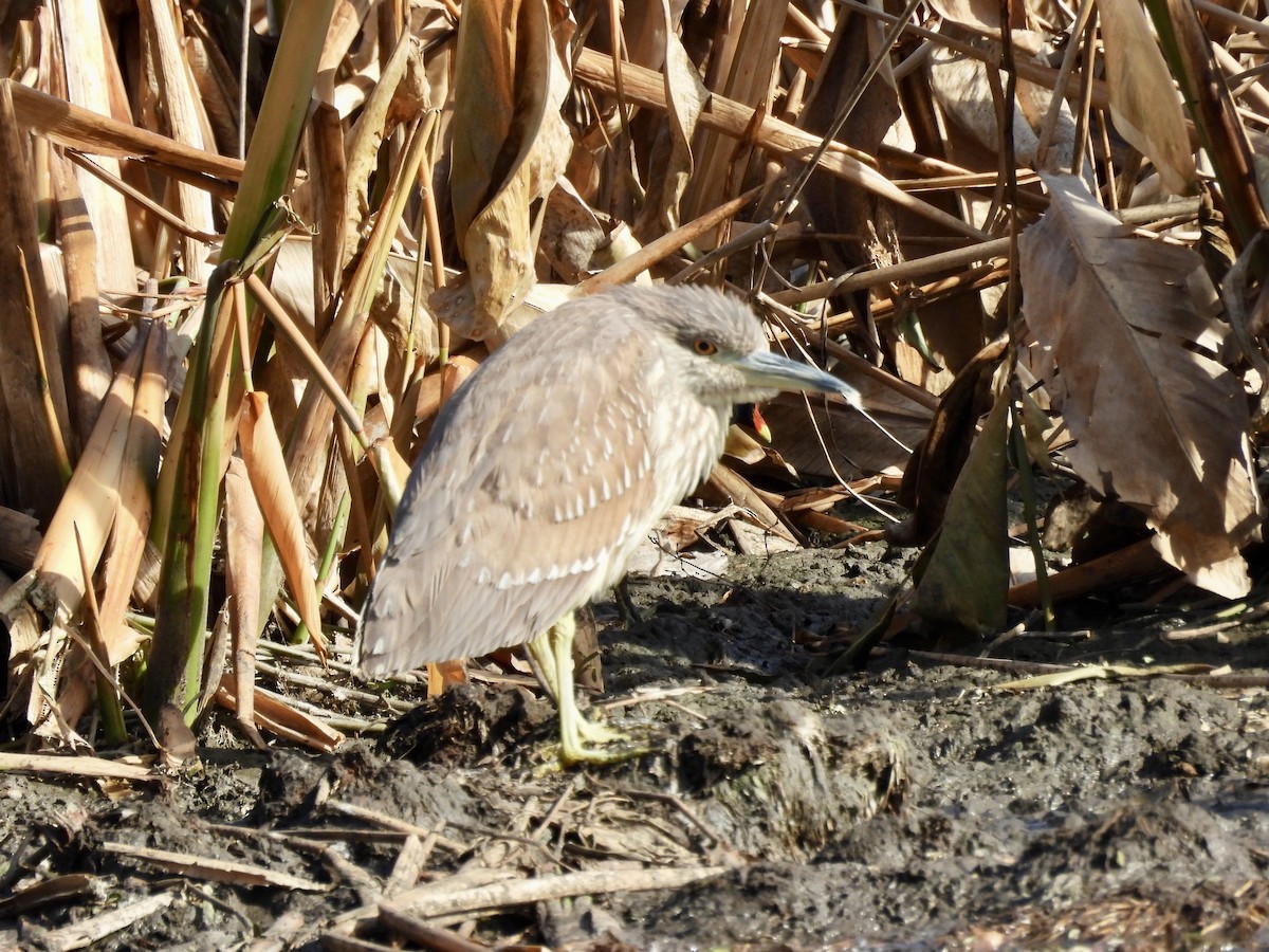Black-crowned Night Heron - ML649302946