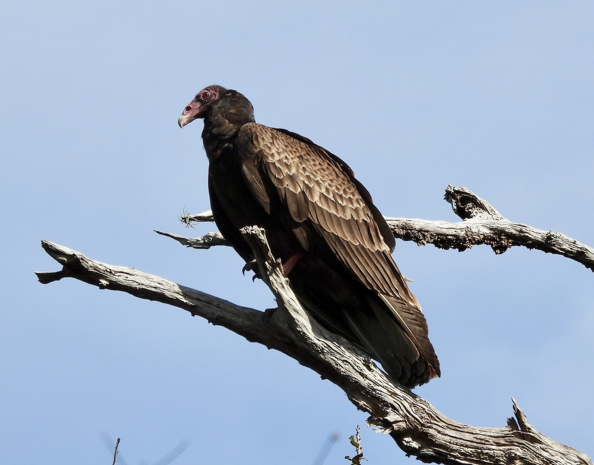 Turkey Vulture - ML649303022