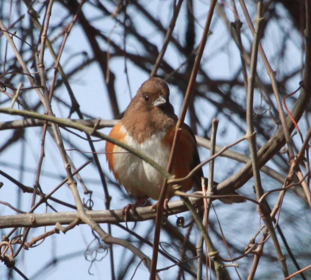 Eastern Towhee - ML649303049