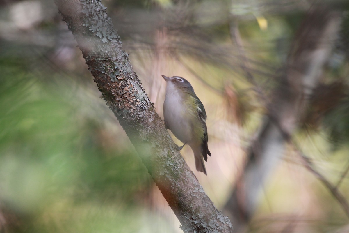 Graukopfvireo - ML649303114