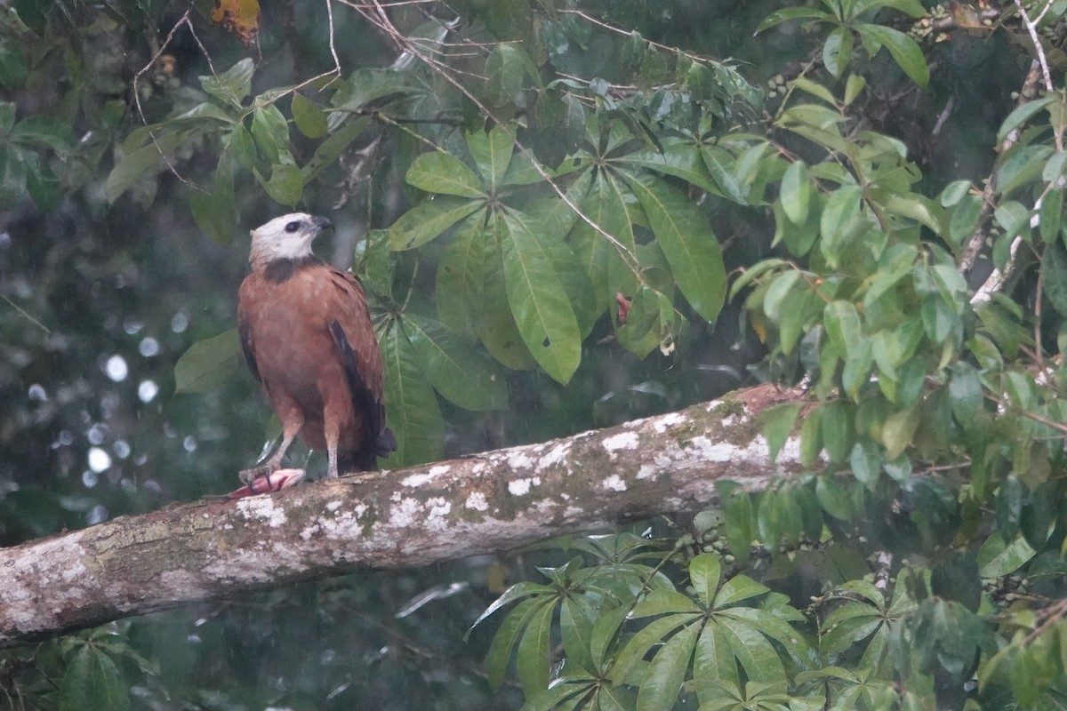 Black-collared Hawk - ML649303755