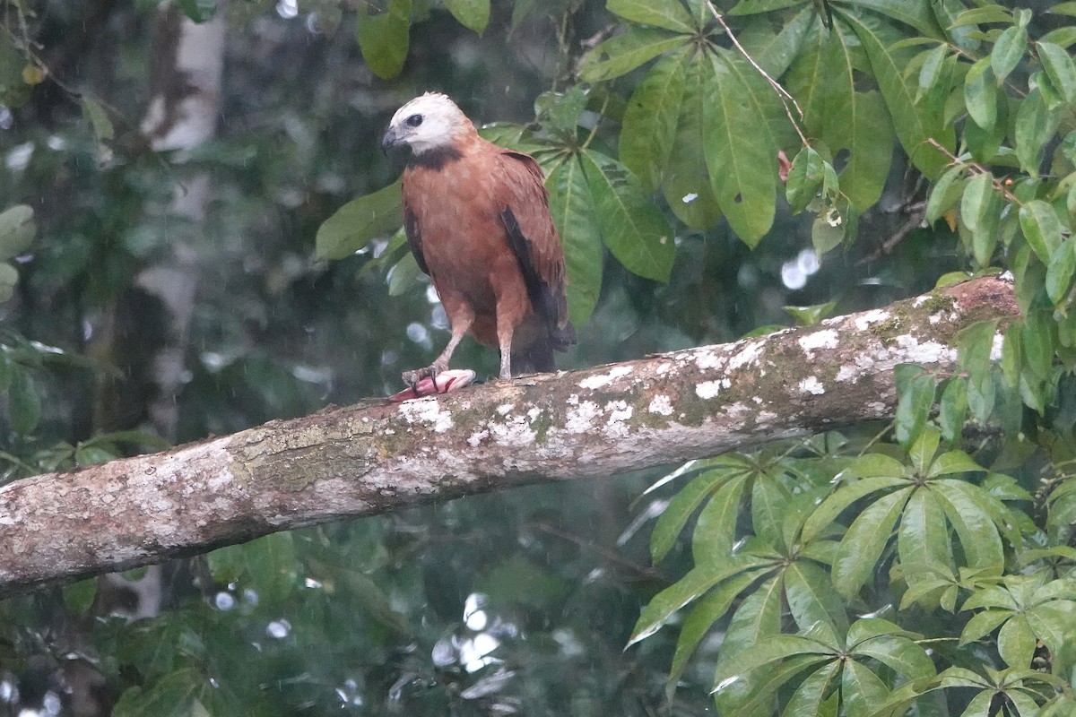 Black-collared Hawk - ML649303756