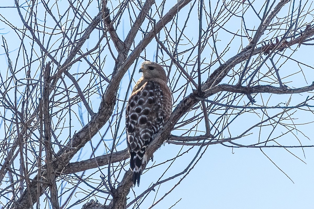 Kızıl Omuzlu Şahin - ML649304601