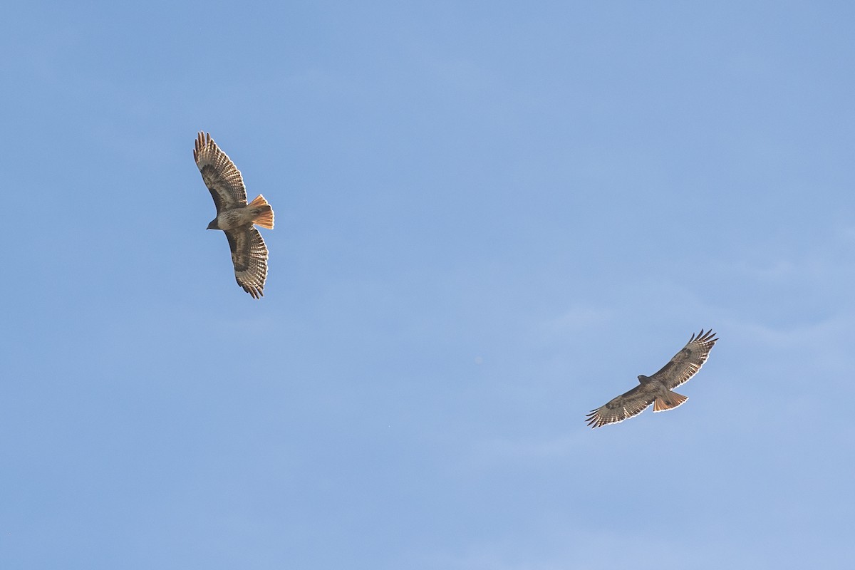 Kızıl Kuyruklu Şahin - ML649304615