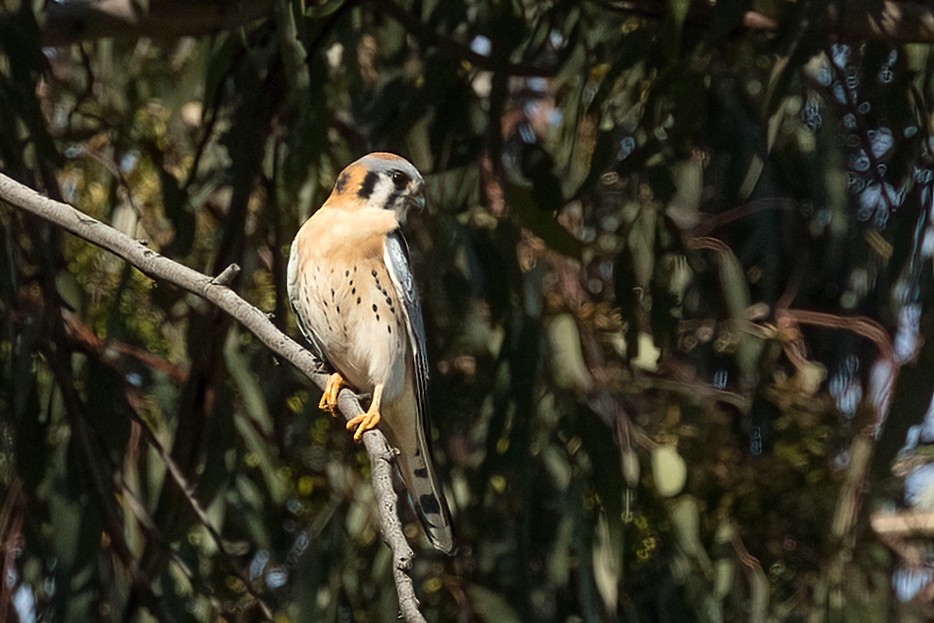 Ala Kerkenez - ML649304625