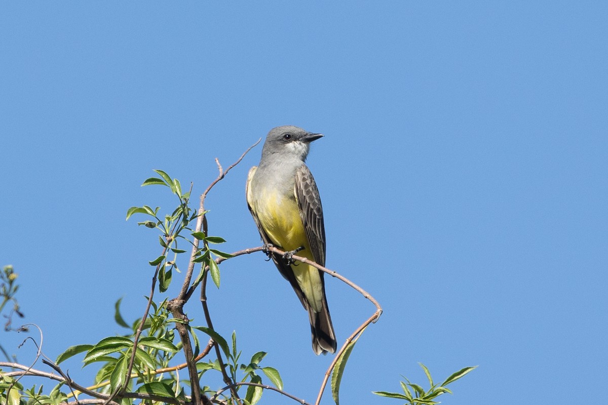 Kayalık Dağları Tiranı - ML649304629