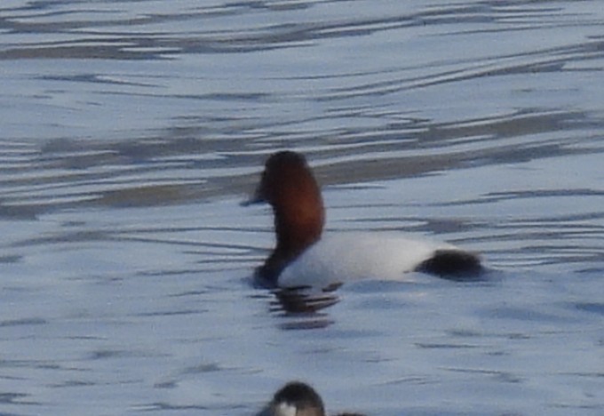 Canvasback - ML649304727