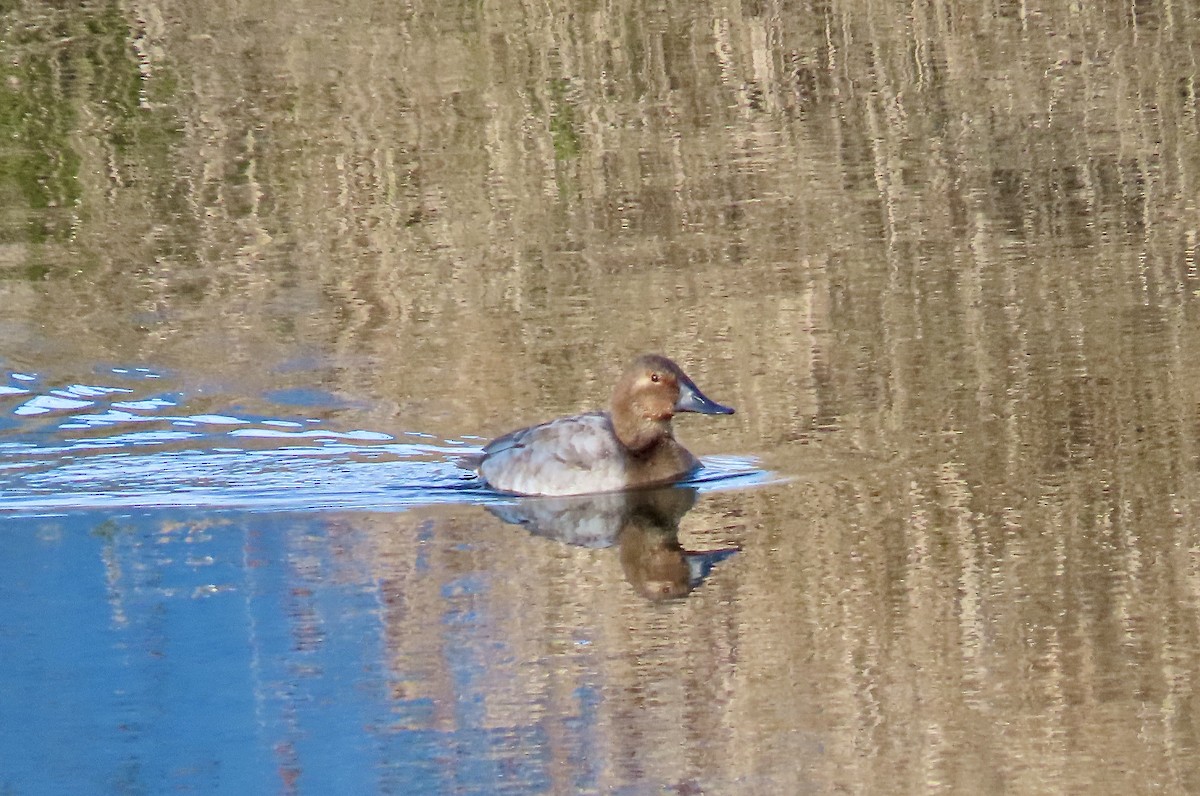 Canvasback - ML649304865