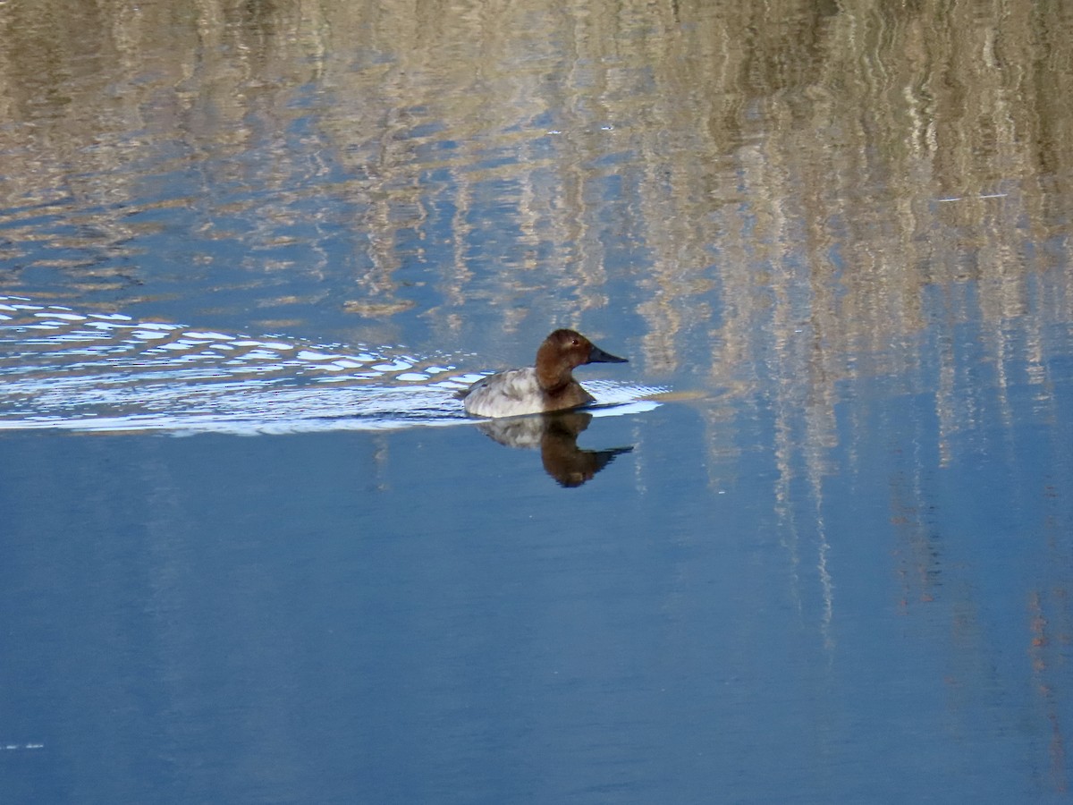 Canvasback - ML649304866