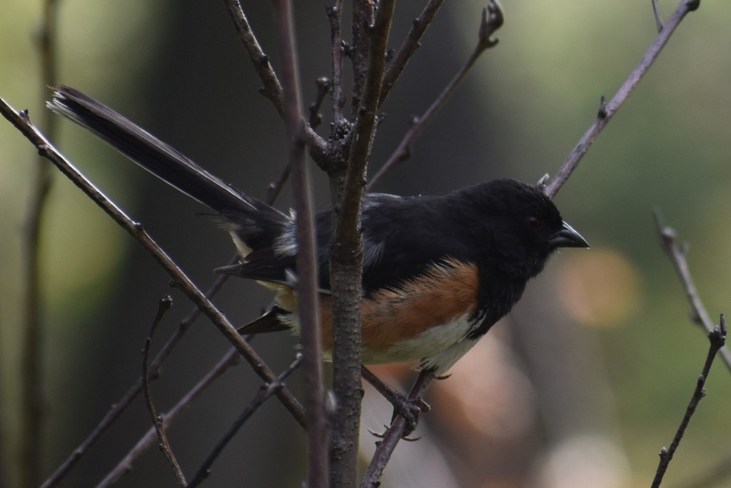Eastern Towhee - ML649304982