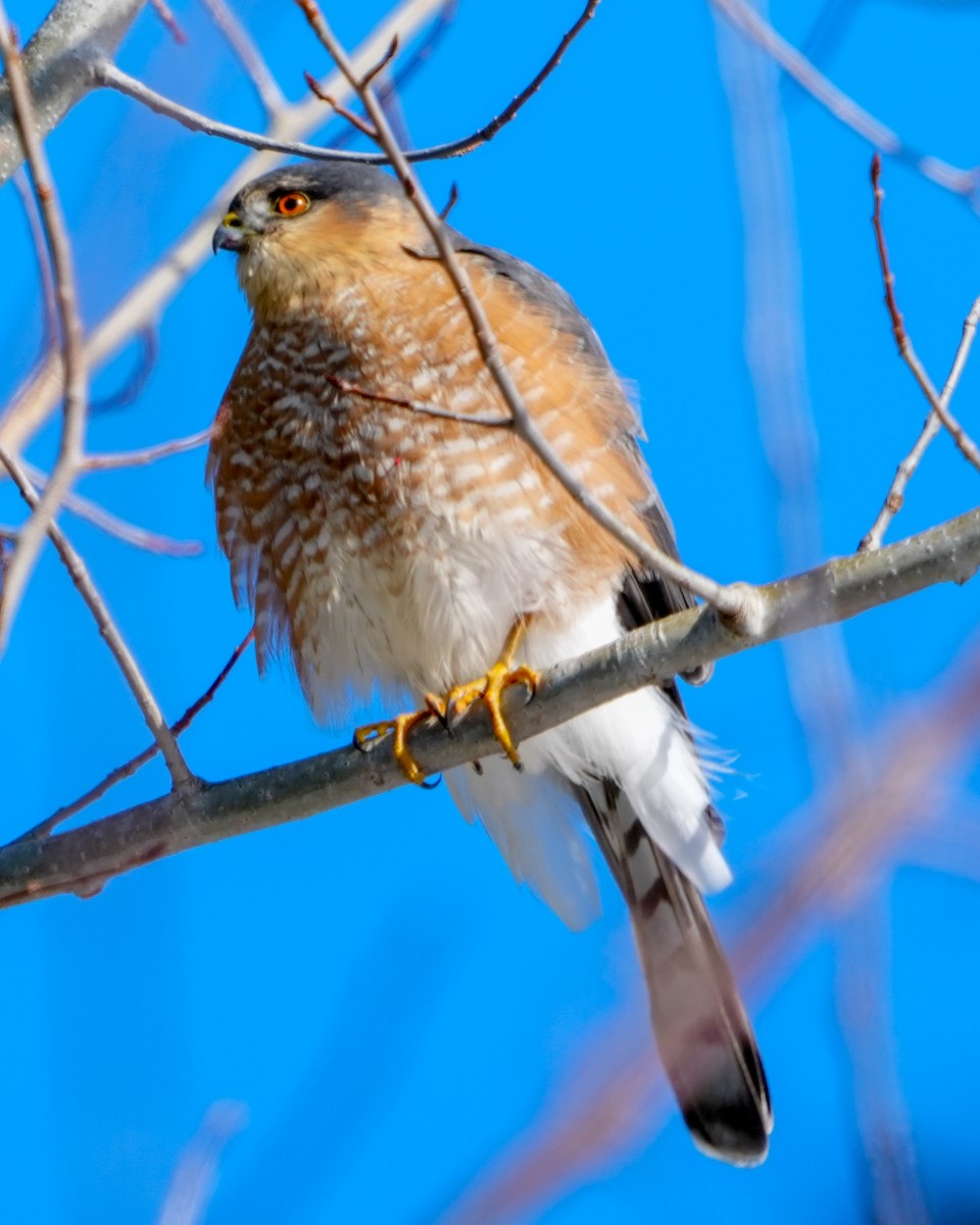 jestřáb americký - ML649305130