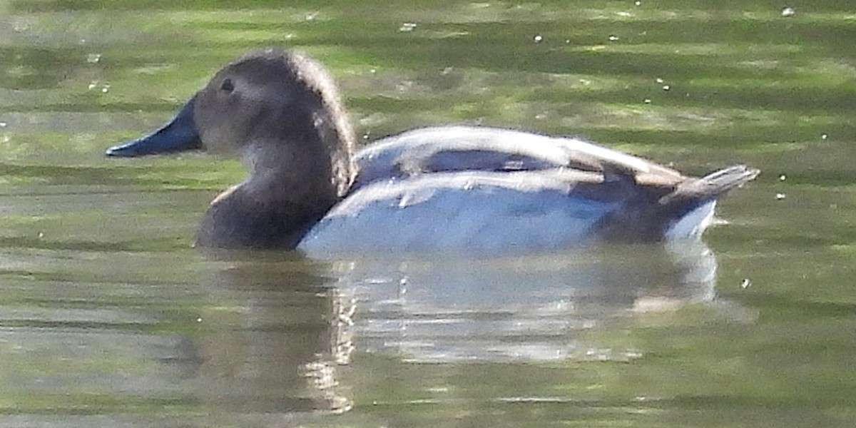 Canvasback - ML649305264