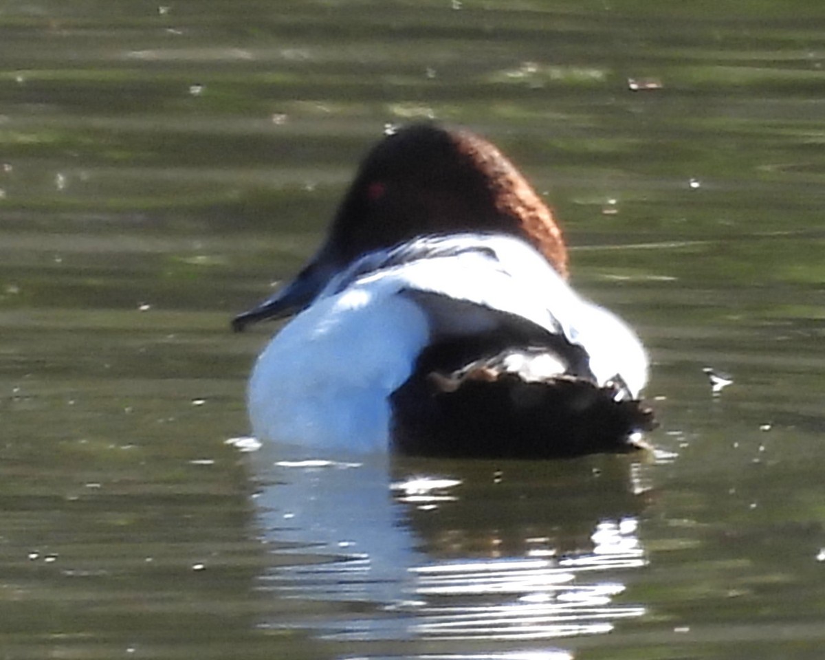 Canvasback - ML649305272