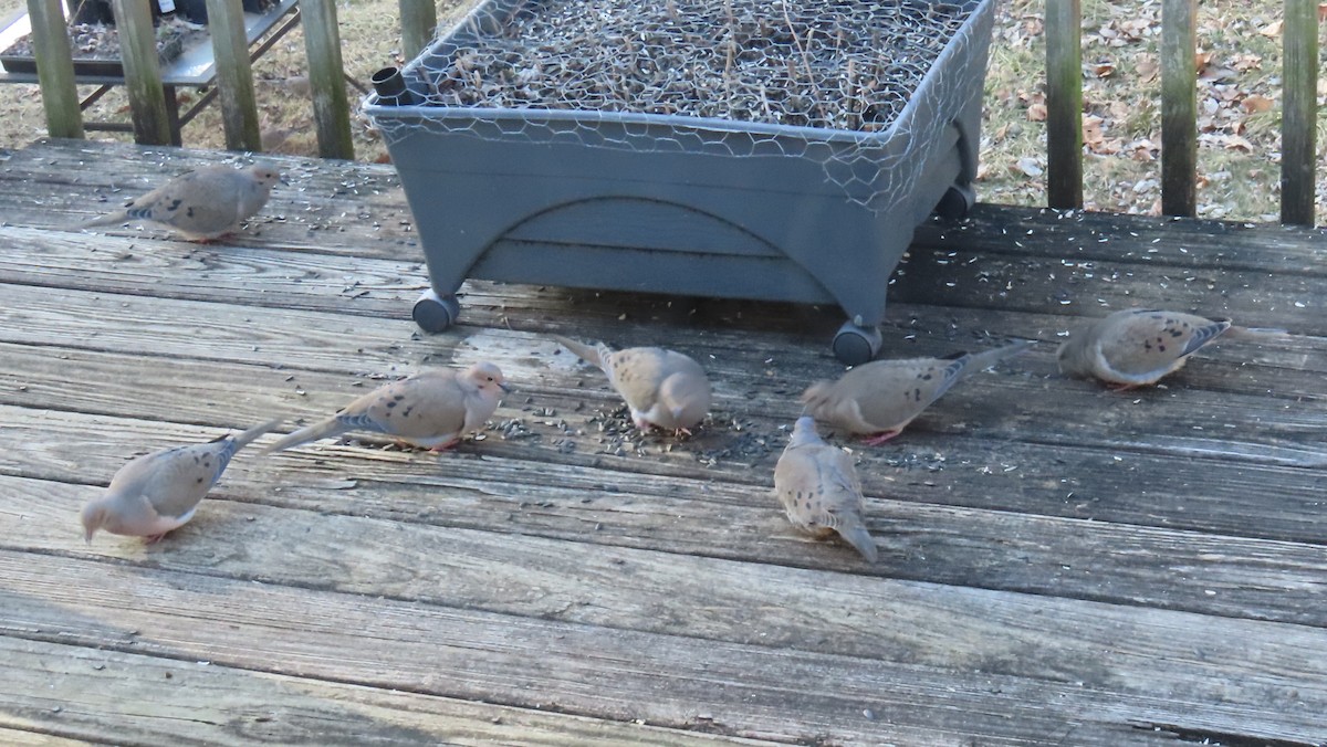 sørgedue - ML649305352