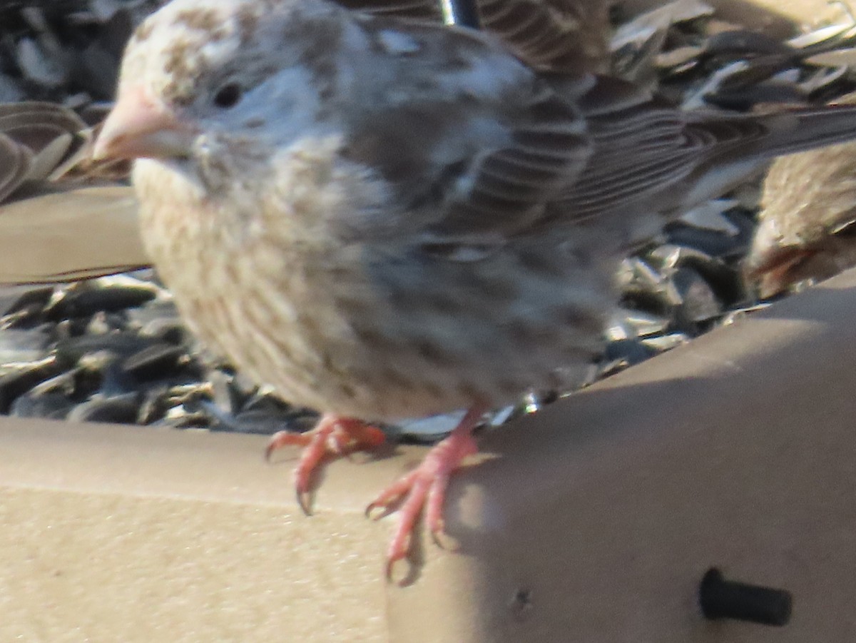 husrosenfink - ML649305385