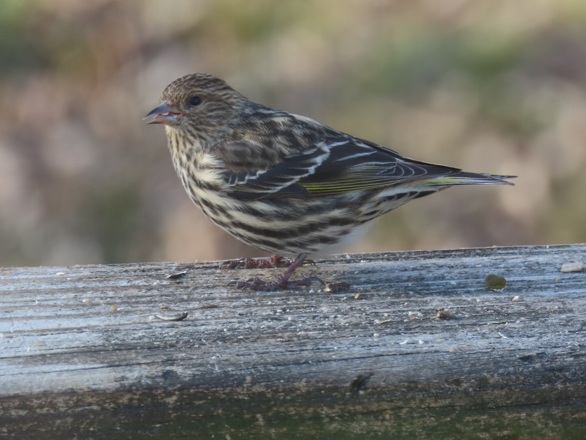 stripesisik - ML649305417