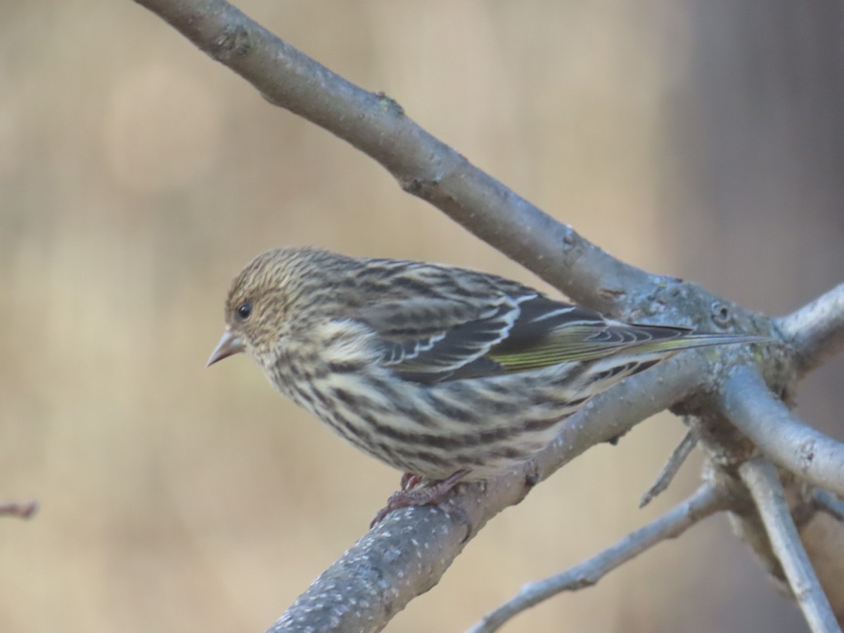 stripesisik - ML649305418