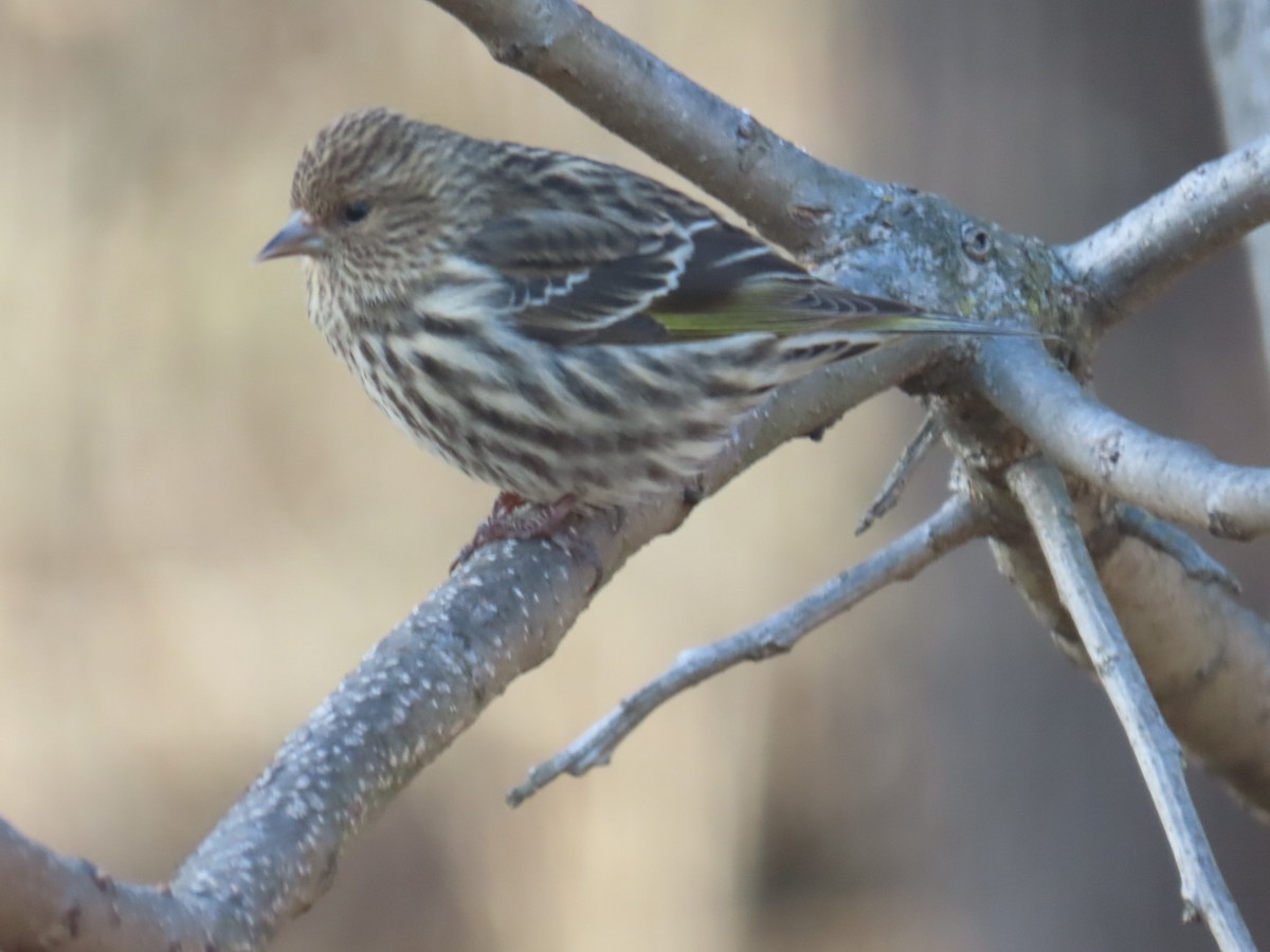 stripesisik - ML649305419