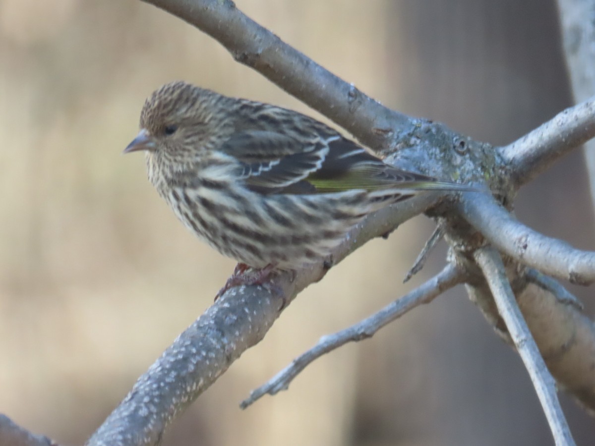 stripesisik - ML649305420