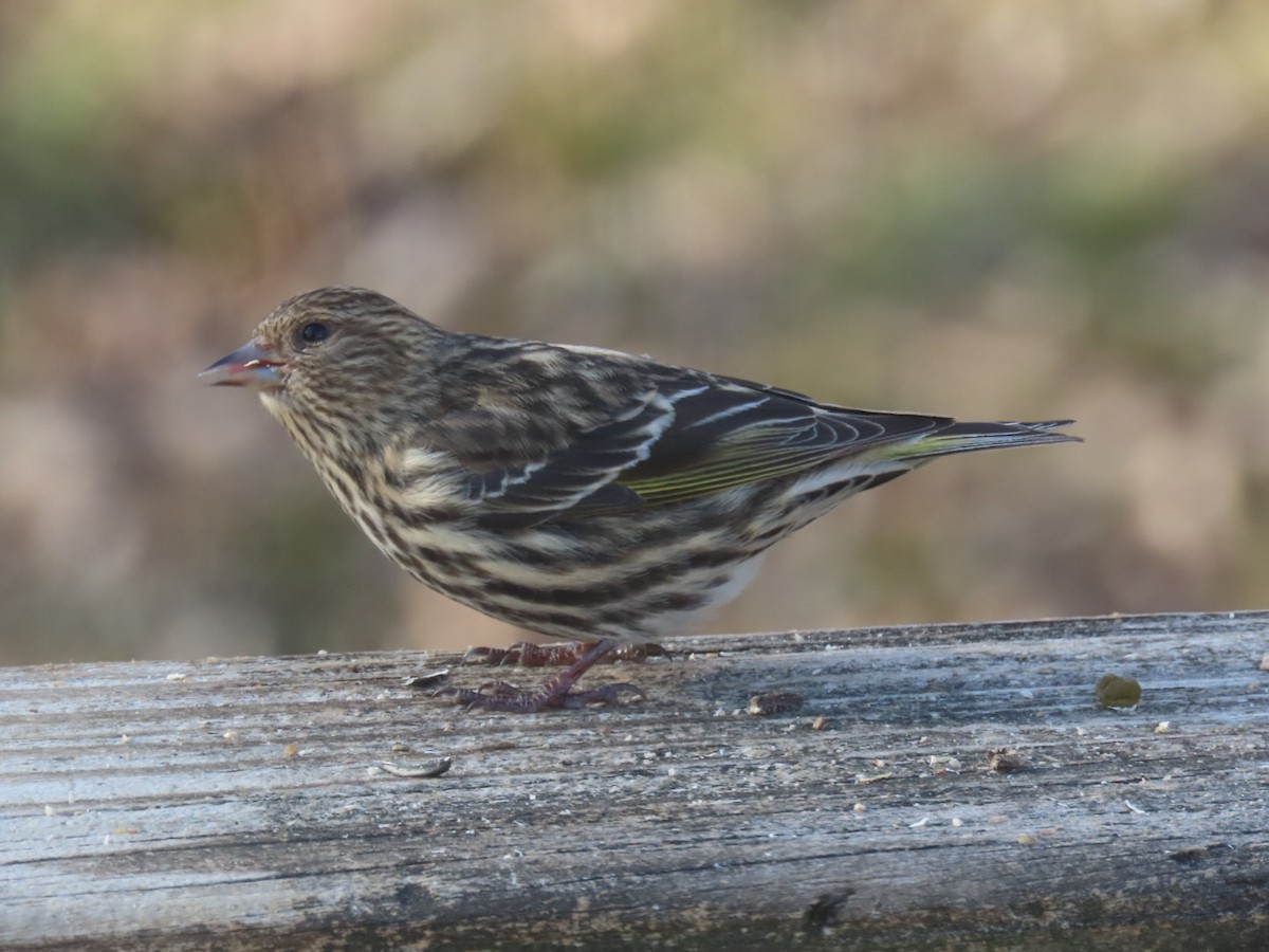 stripesisik - ML649305421