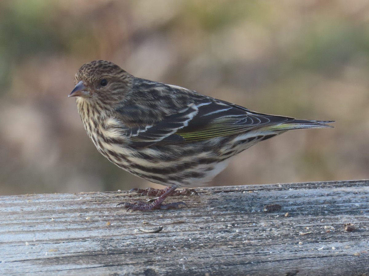 stripesisik - ML649305422