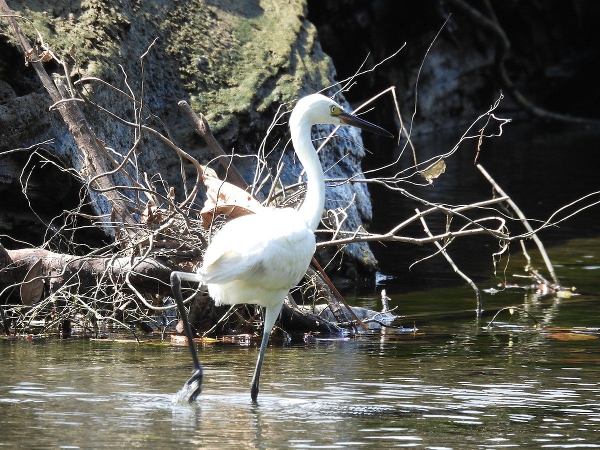 dansehegre - ML649305487