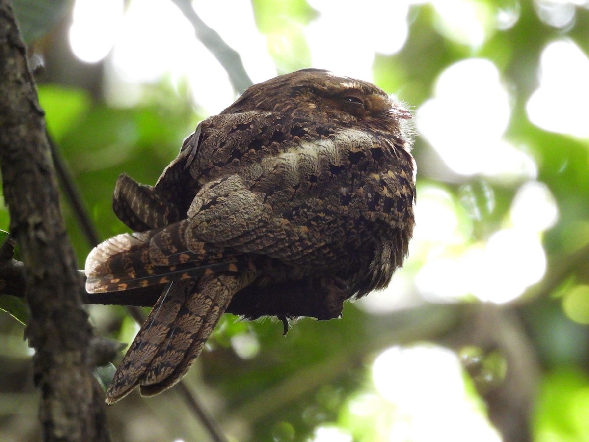 karolinanattravn - ML649305519