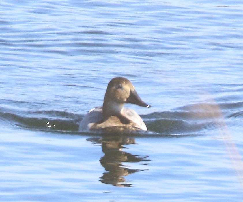 Canvasback - ML649305527