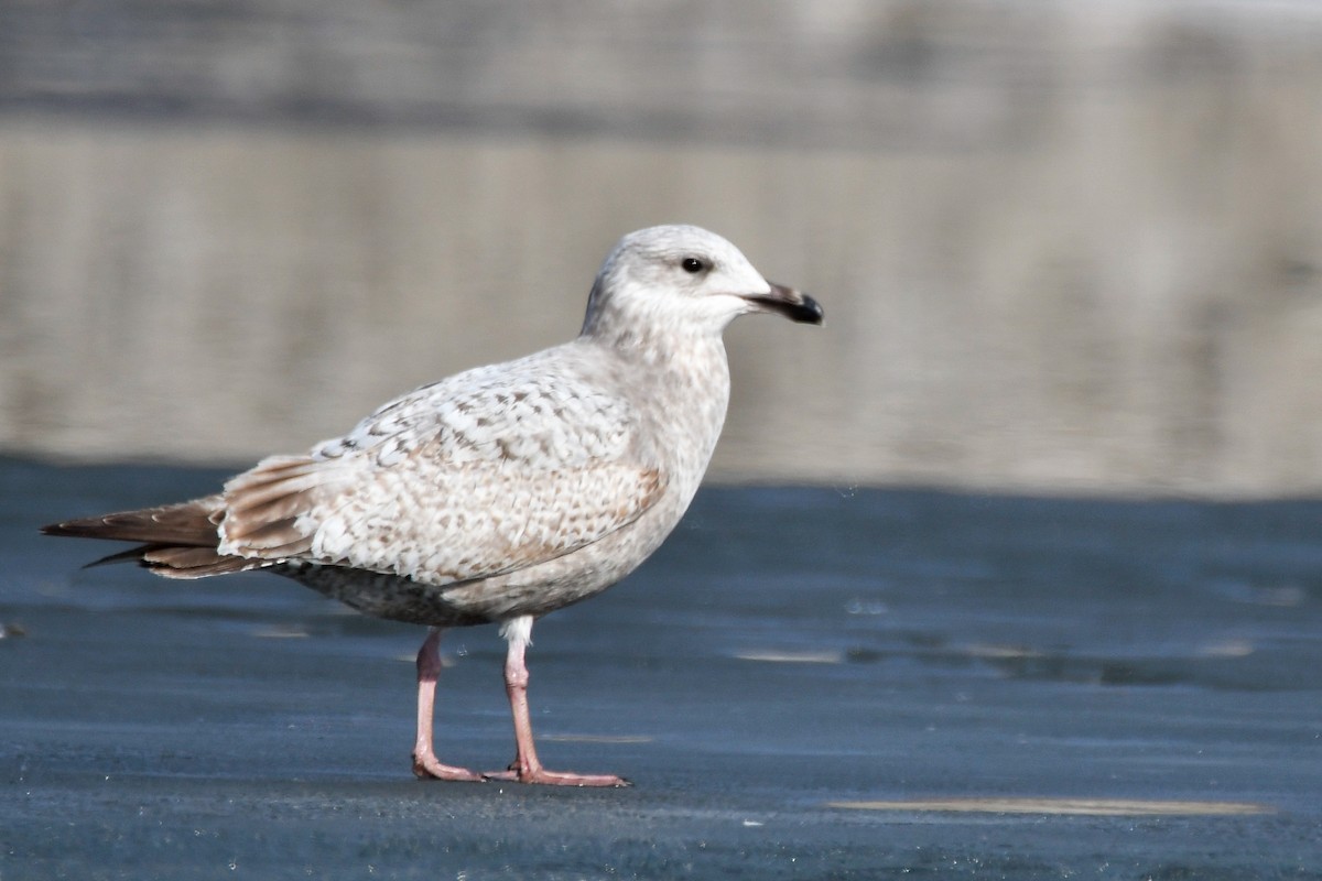 Kaio hauskara amerikarra - ML649305541