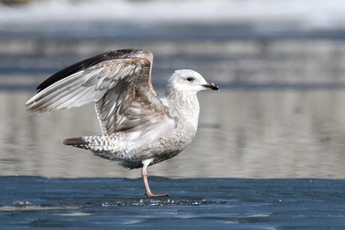 Kaio hauskara amerikarra - ML649305542