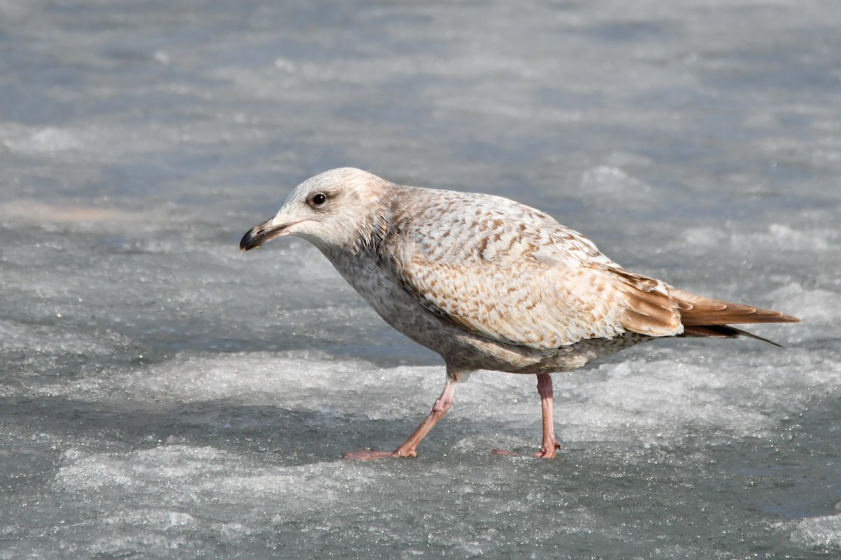 Kaio hauskara amerikarra - ML649305543