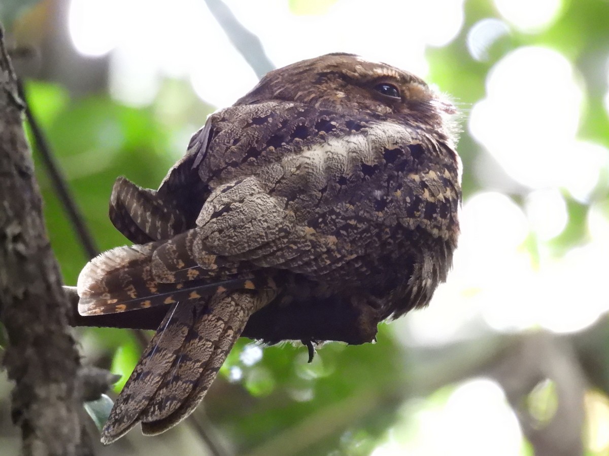 karolinanattravn - ML649305549