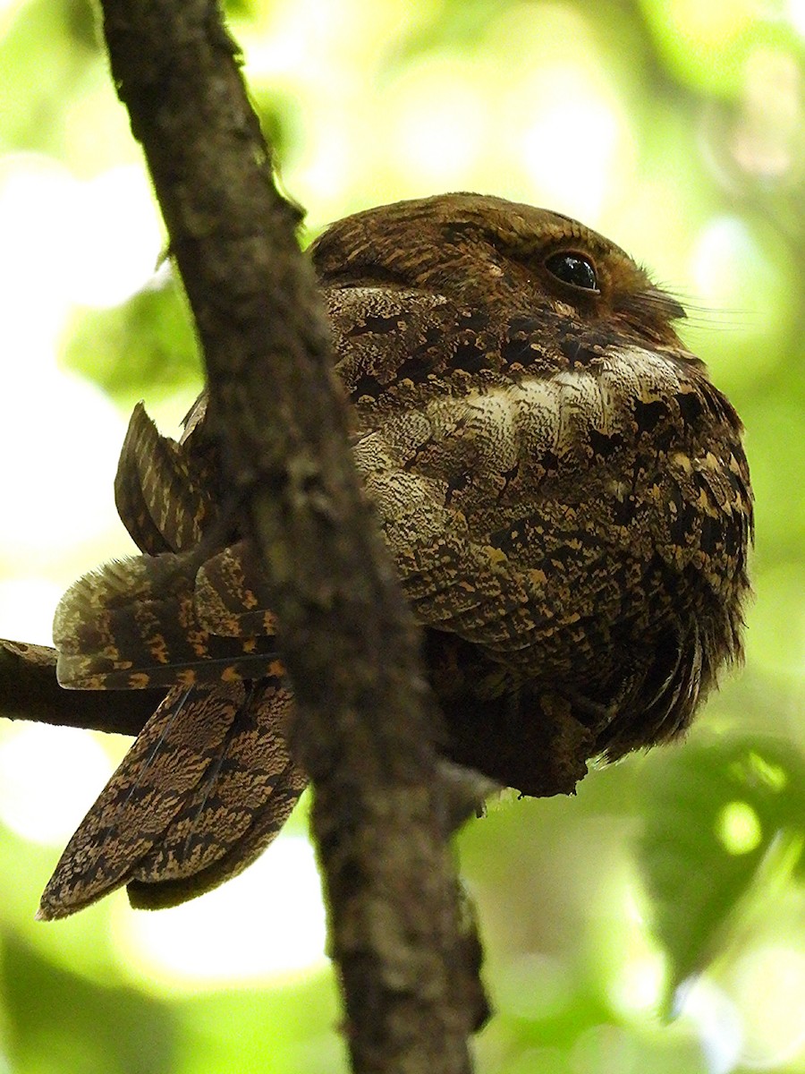 karolinanattravn - ML649305591