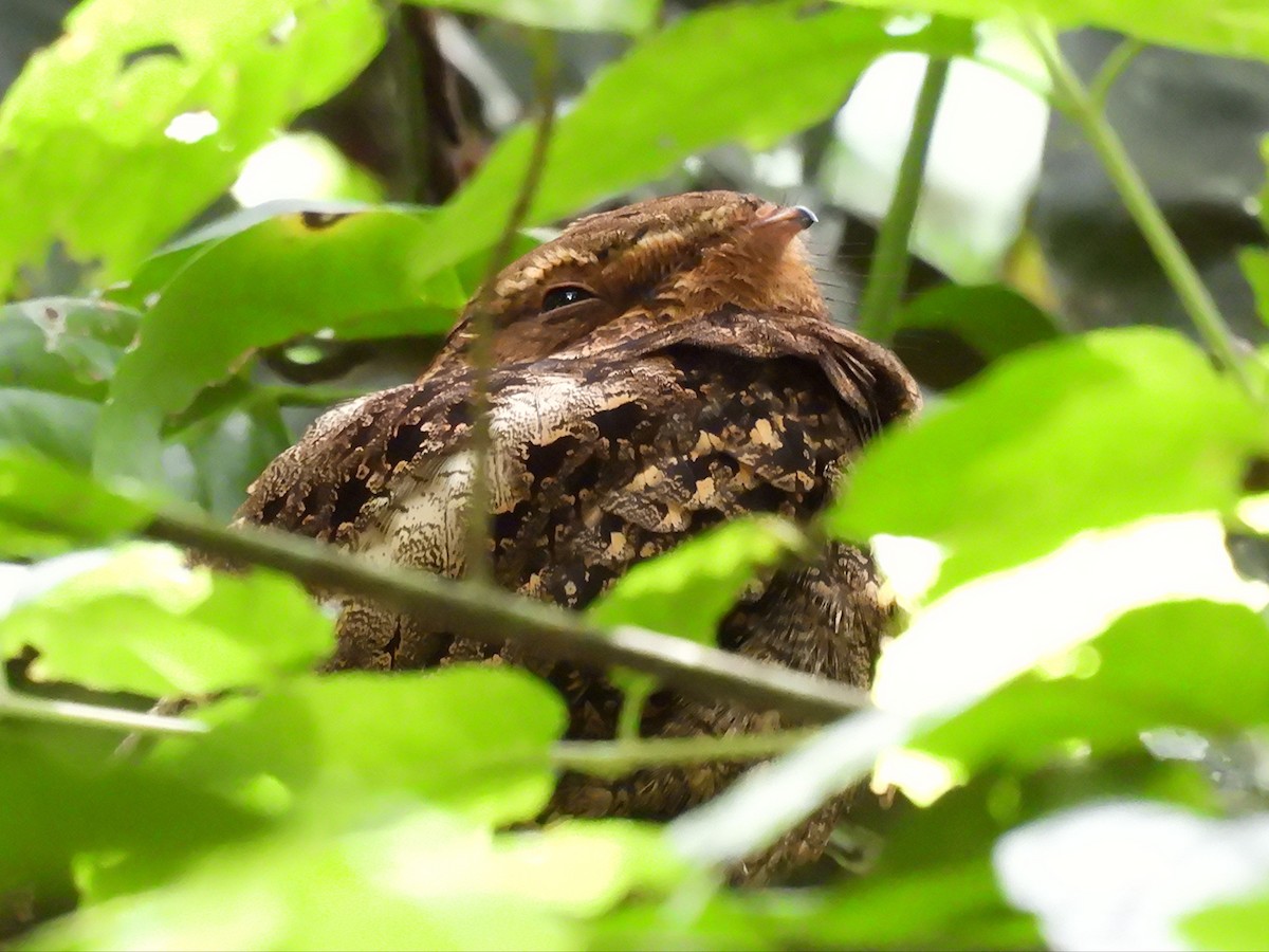 karolinanattravn - ML649305608