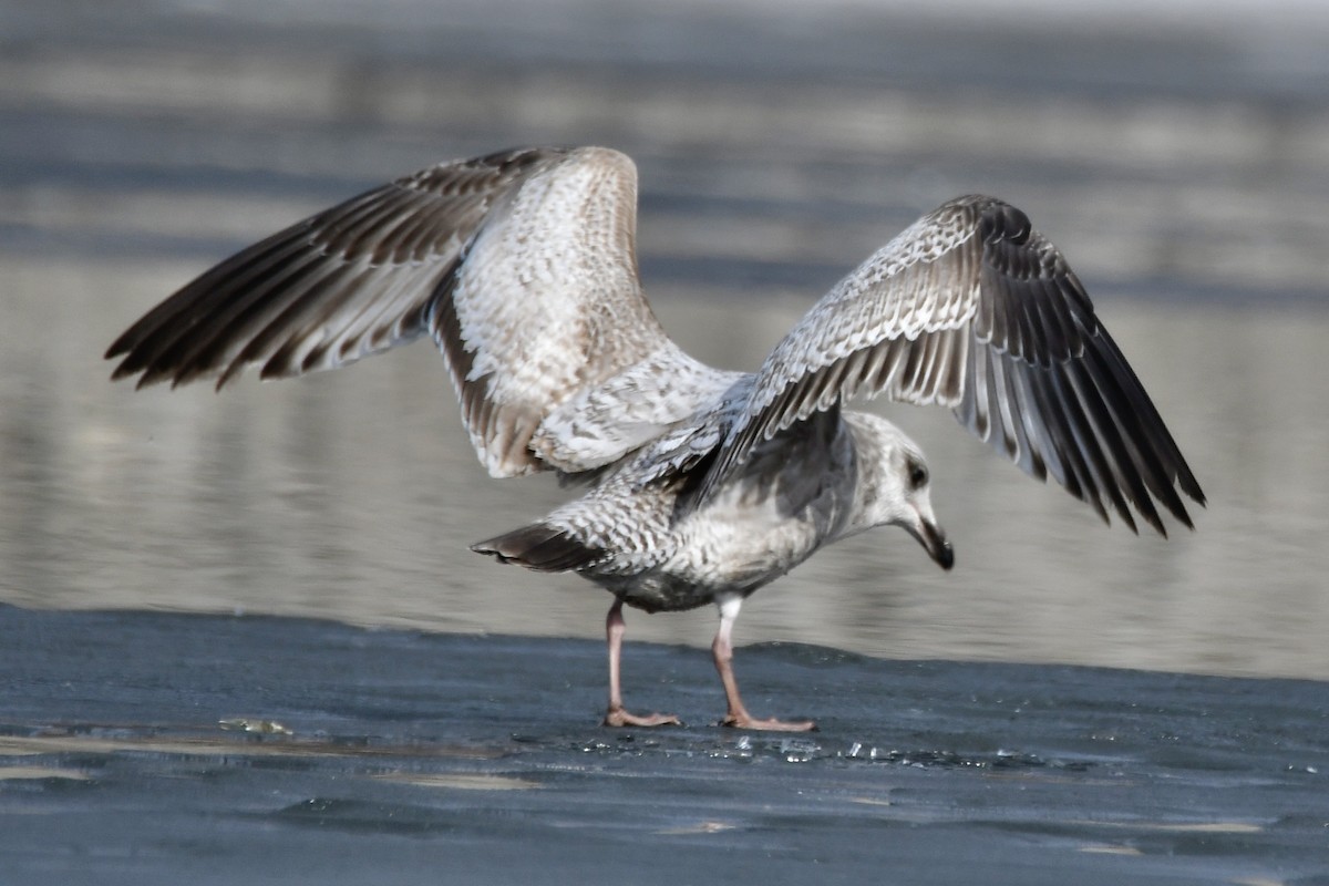 Kaio hauskara amerikarra - ML649305615