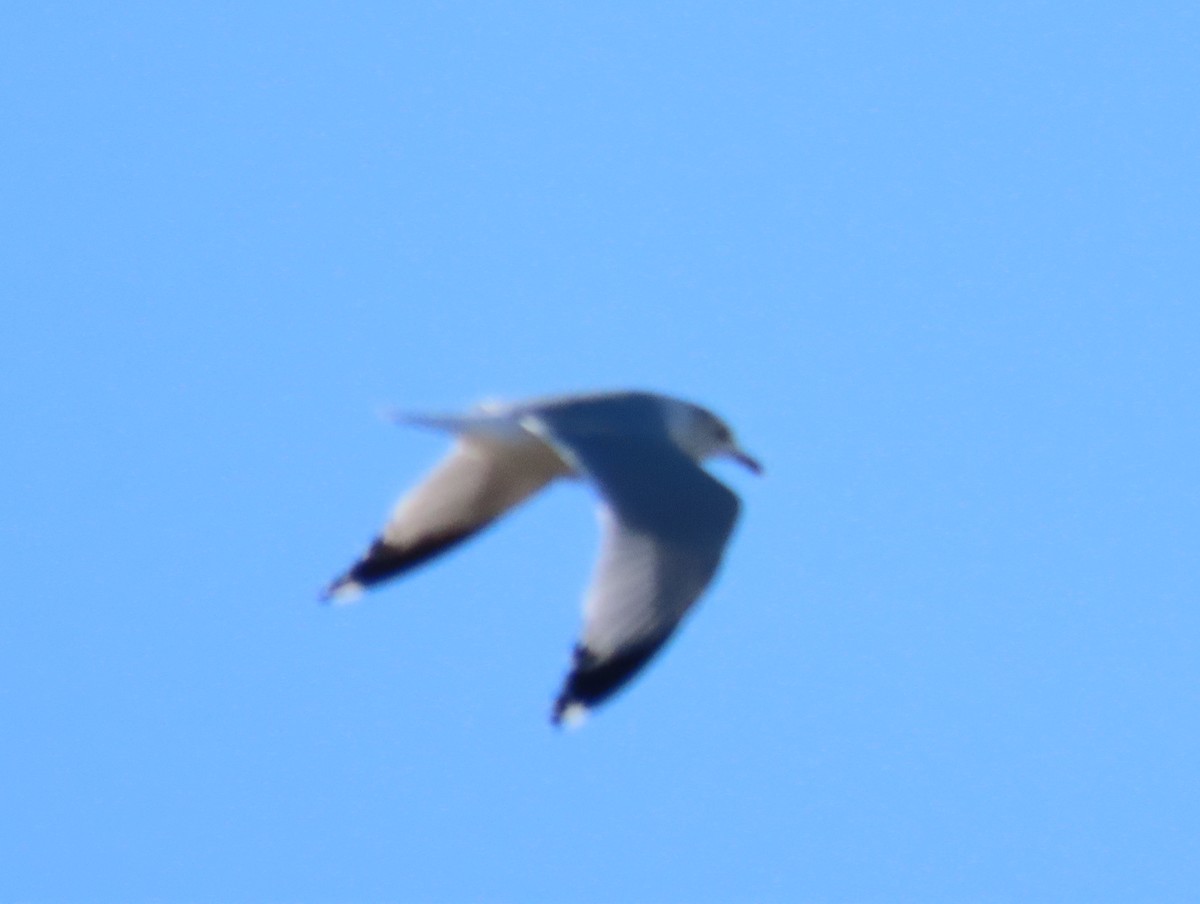 ringnebbmåke - ML649305822