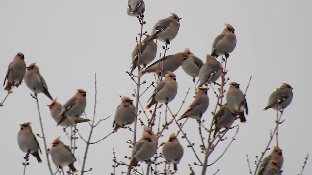 Beccofrusone - ML649306232