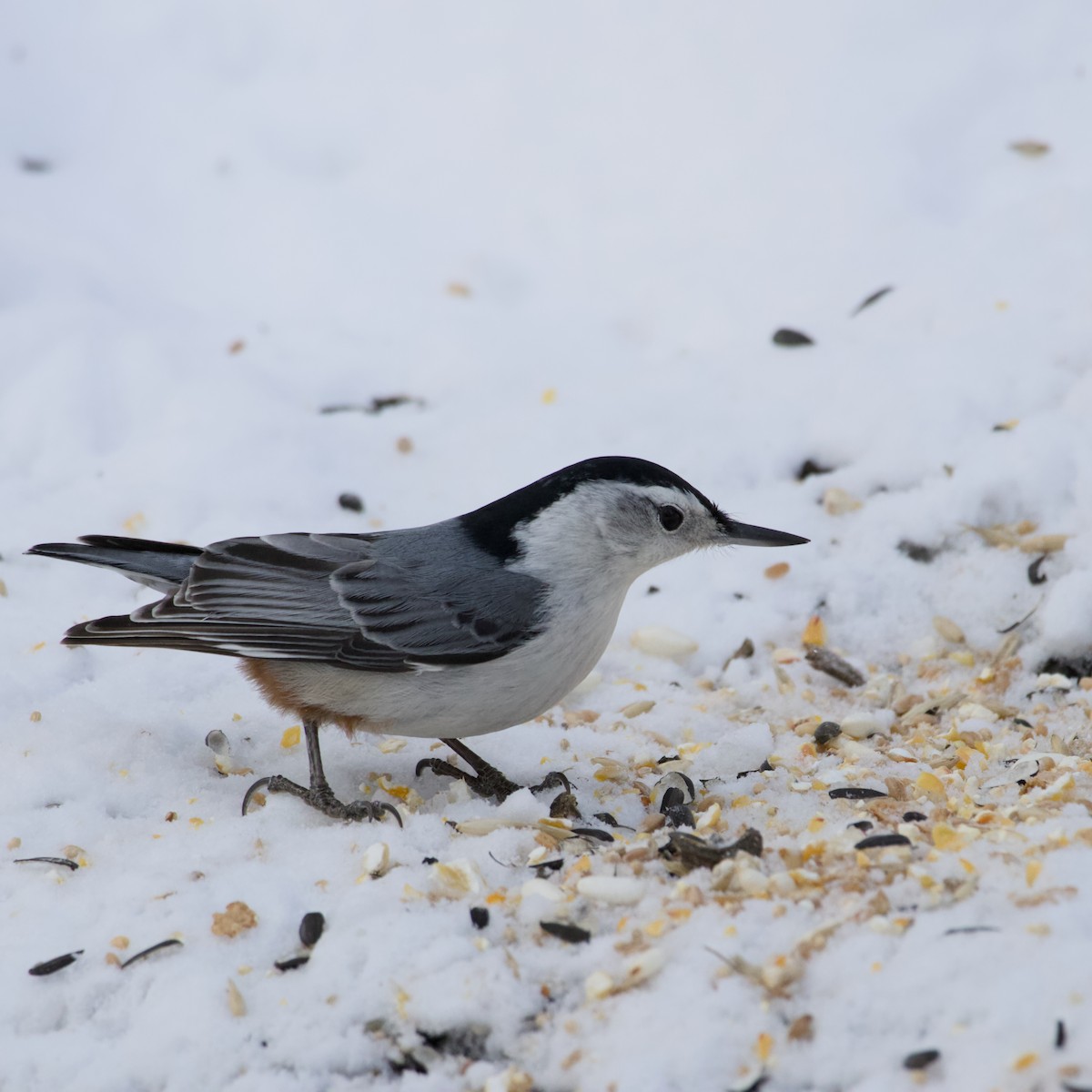White-breasted Nuthatch - ML649306233