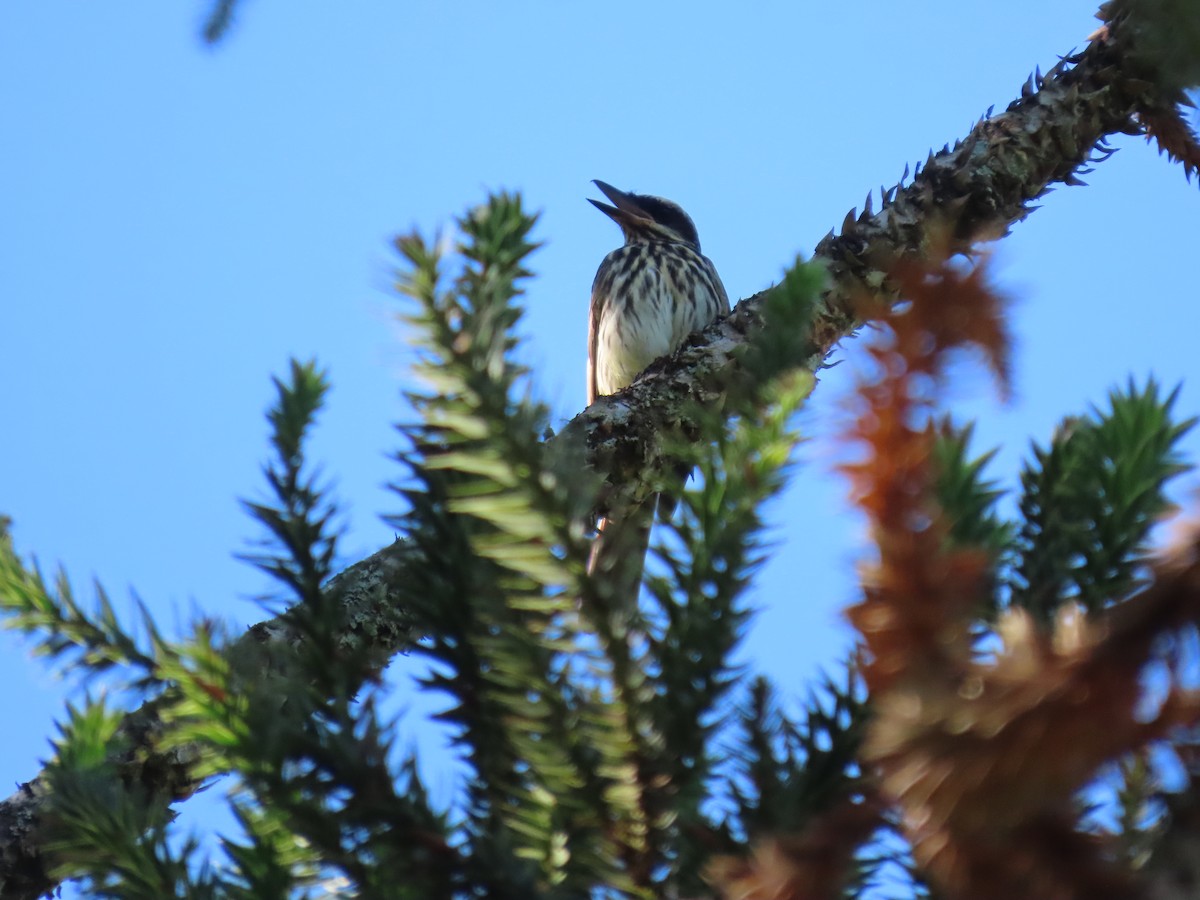 Streaked Flycatcher - ML649306238
