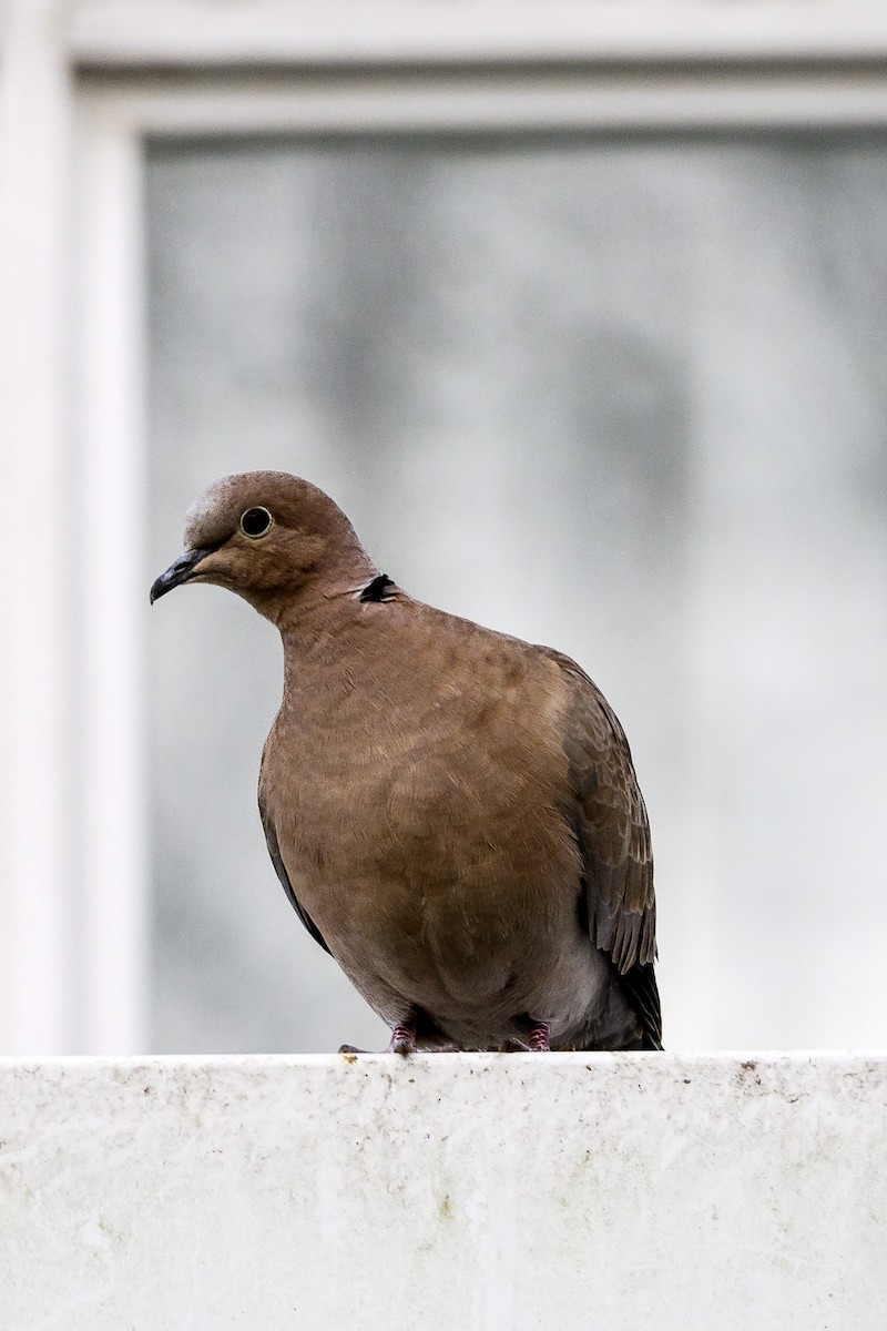 Tortora dal collare - ML649306239