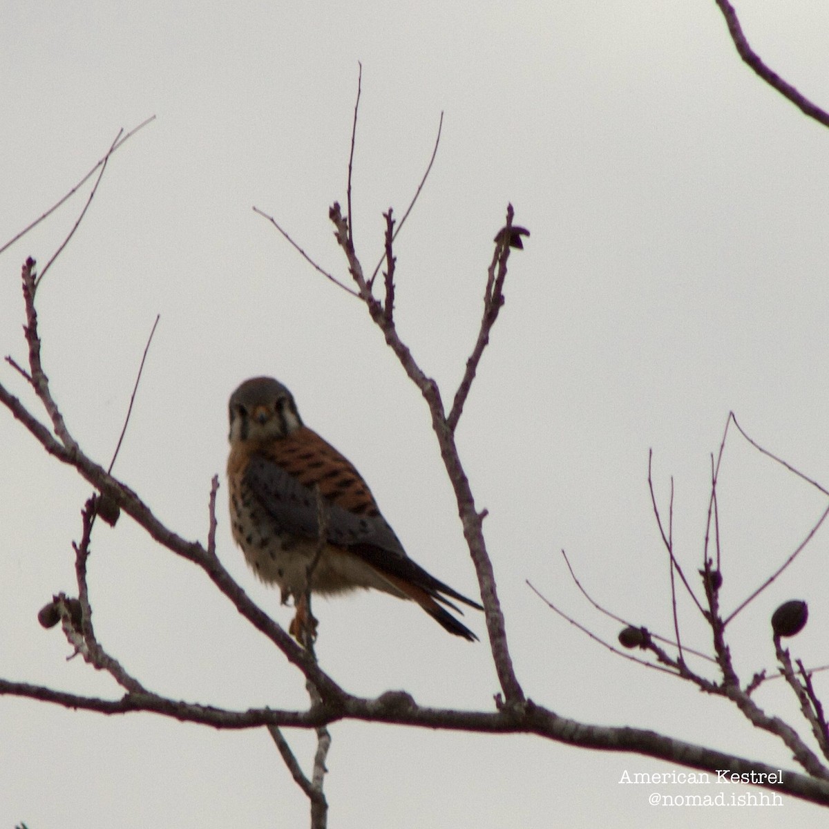 American Kestrel - ML649306240
