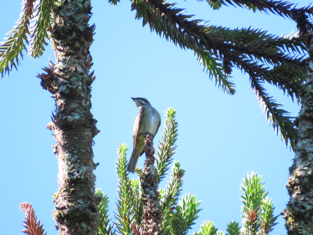 Piratic Flycatcher - ML649306242