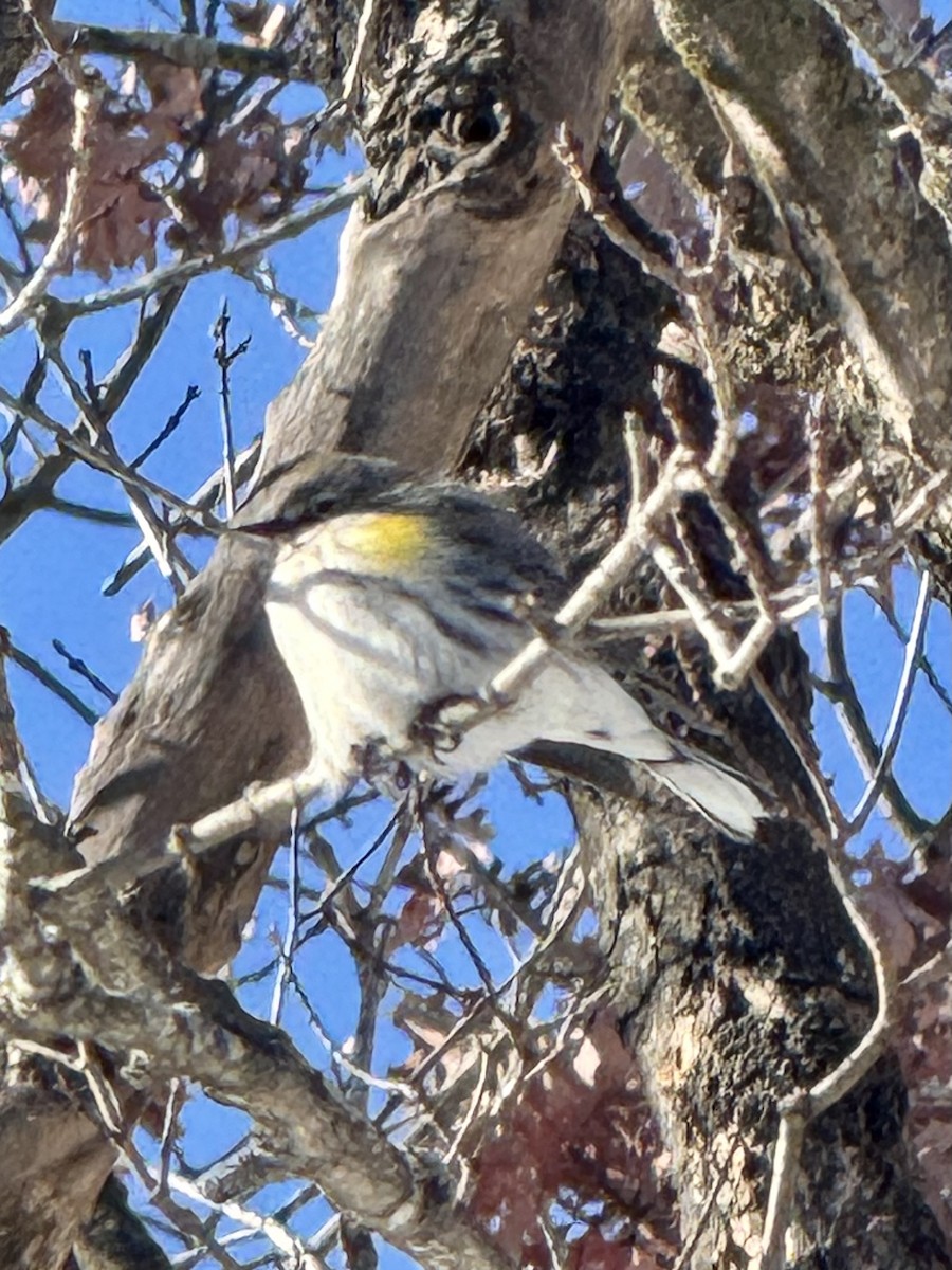 Yellow-rumped Warbler - ML649306243