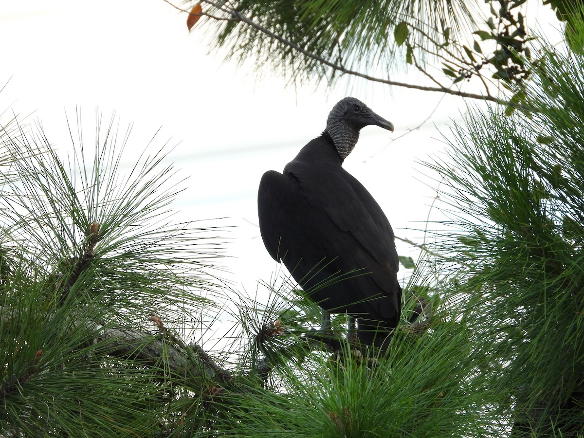 Black Vulture - ML649306245