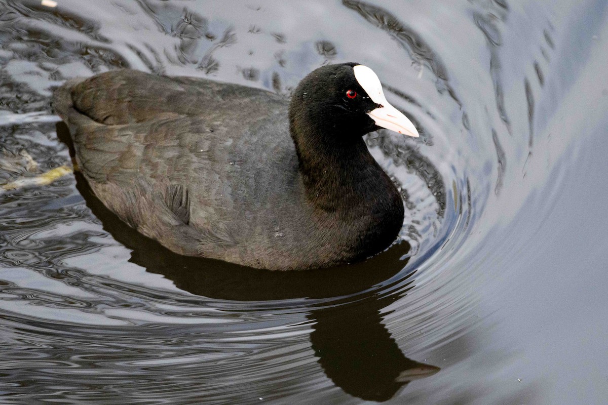 Folaga - ML649306248