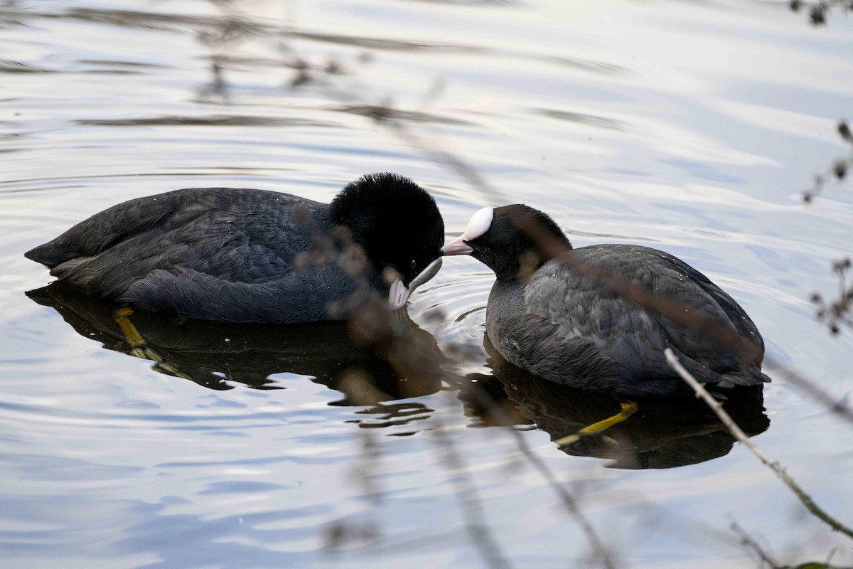 Folaga - ML649306249