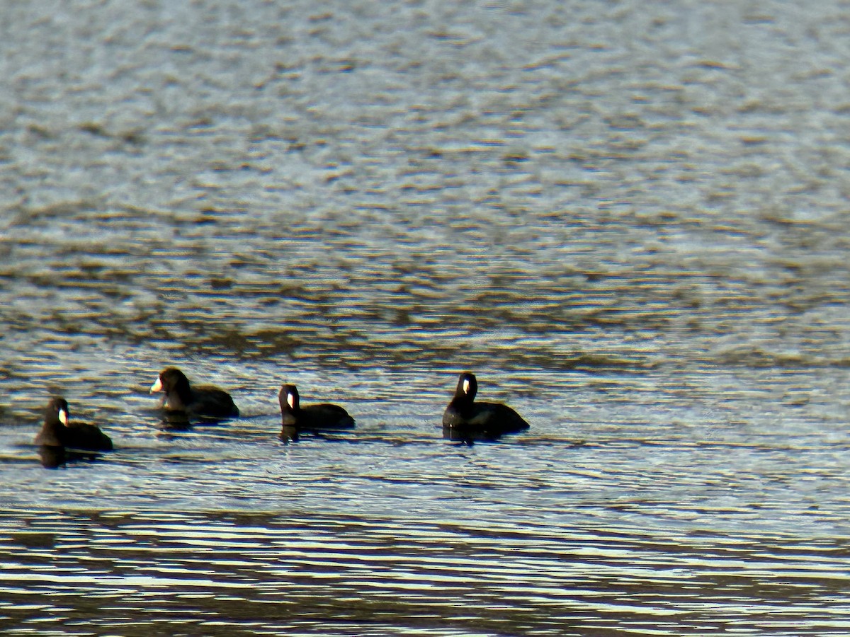 American Coot - ML649306254
