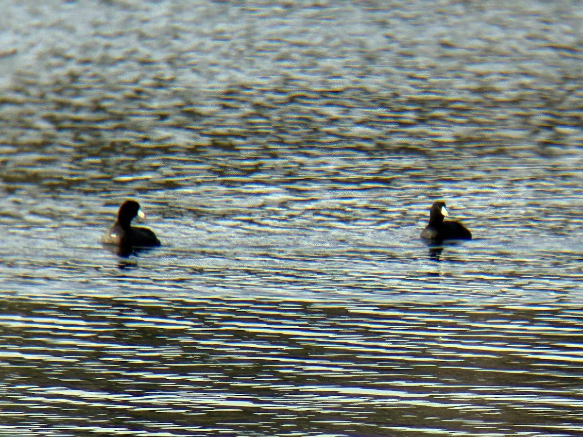 American Coot - ML649306255