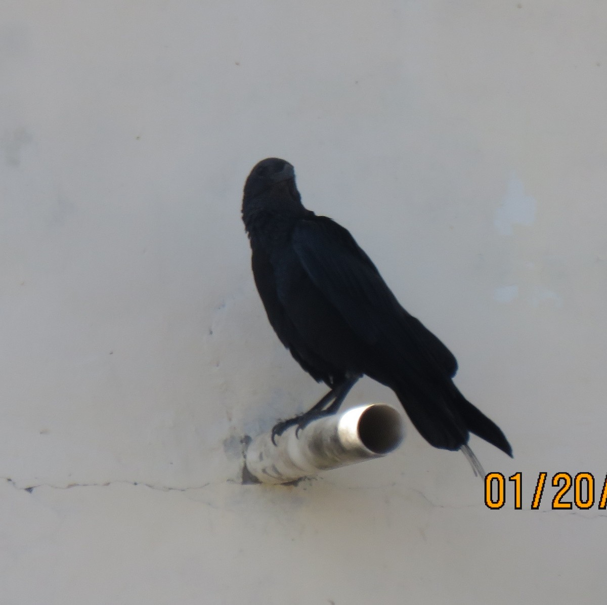 Fan-tailed Raven - ML649306261